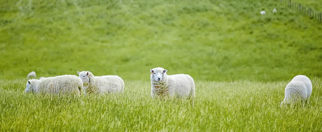 ferme poul fetan